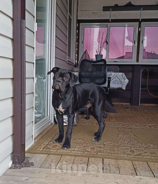 Собаки в других городах Московской области: Мальчик Кане Корсо Мальчик, 20 000 руб. - фото 4