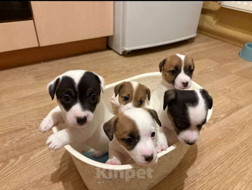 Собаки в Санкт-Петербурге: Щенки Джек Рассел терьер (девочки) Девочка, 25 000 руб. - фото 6