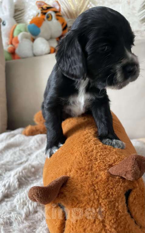 Собаки в других городах Свердловской области: Продам щенков русский спаниель Девочка, 7 000 руб. - фото 1