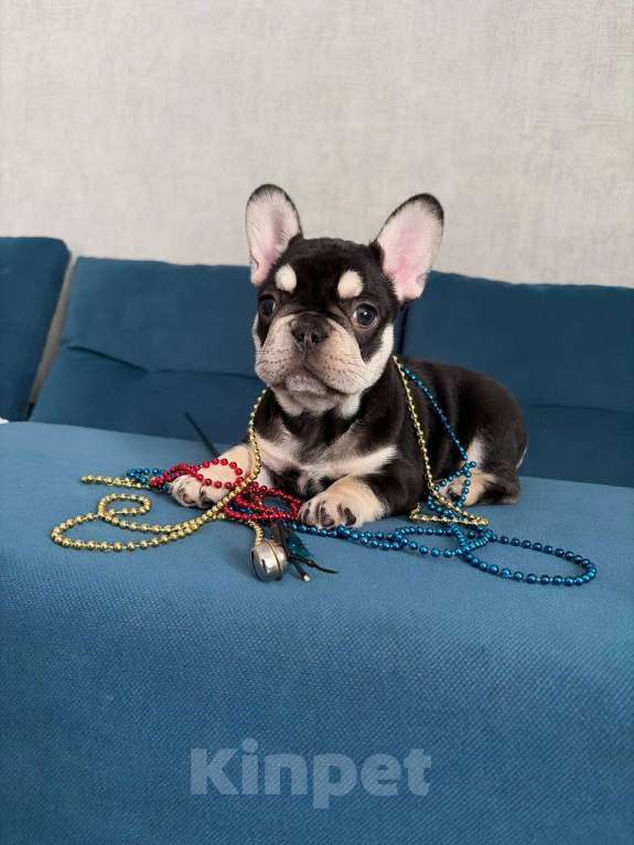 Собаки в Красноярске: Французский бульдог щенок, девочка Девочка, Бесплатно - фото 6