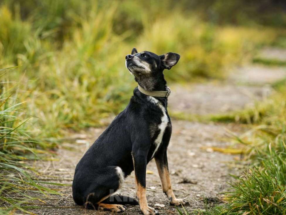 Собаки в Москве: Маленькая собачка в дар Девочка, Бесплатно - фото 6