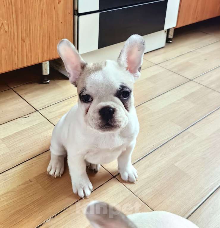 Собаки в Москве: Щенки французского бульдога Разнополые, 49 000 руб. - фото 5
