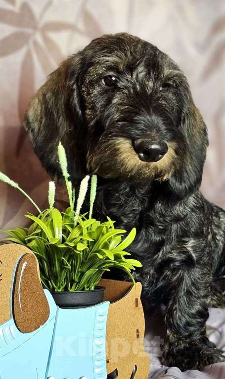 Собаки в других городах Московской области: Щенок жесткошерстной таксы Мальчик, 20 000 руб. - фото 4
