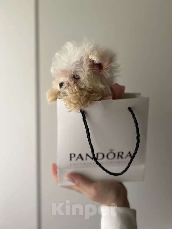 Собаки в Москве: Мальтипу f1 Мальчик, 75 000 руб. - фото 2