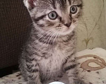 Кошки в Егорьевске: Замечательному котенку-котику очень нужен дом Мальчик, Бесплатно - фото 1