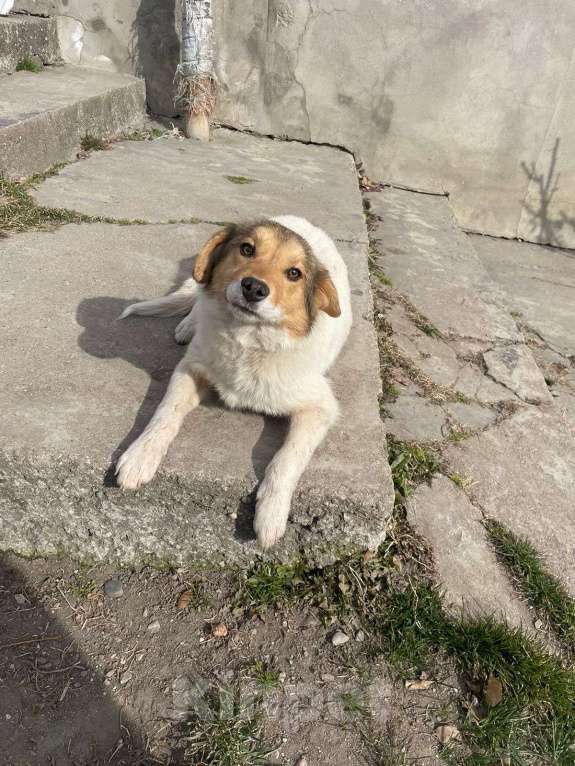 Собаки в Москве: Обворожительная Йоко в поиске дома Девочка, Бесплатно - фото 2