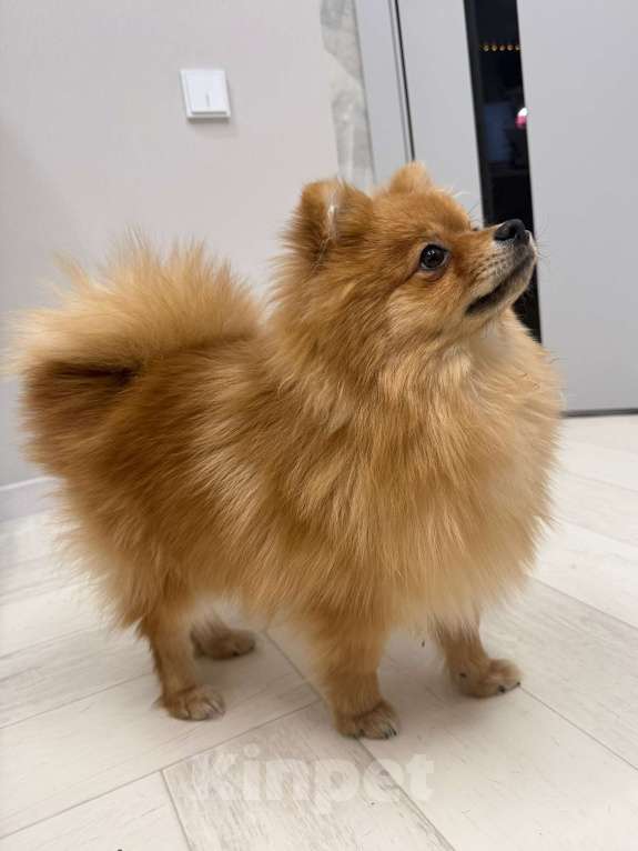 Собаки в Воронеже: Продам щенка породы померанский шпиц Мальчик, 15 000 руб. - фото 1