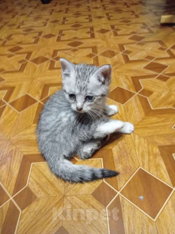 Кошки в Санкт-Петербурге: Рысёнок Девочка, Бесплатно - фото 1