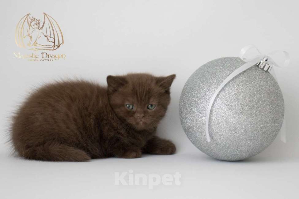 Кошки в Москве: Британский котенок шоколад Мальчик, Бесплатно - фото 2