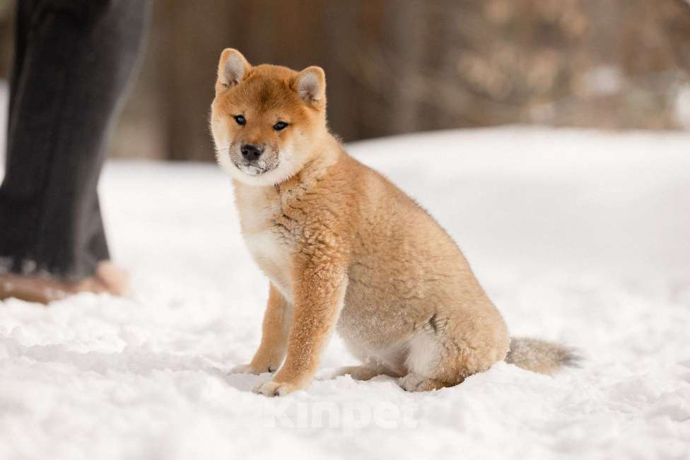 Собаки в Новосибирске: Щенки Сиба Ину Девочка, 60 000 руб. - фото 7