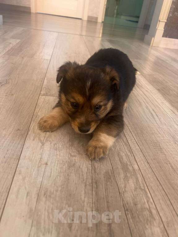 Собаки в других городах Башкортостана: Щеноки Девочка, Бесплатно - фото 6