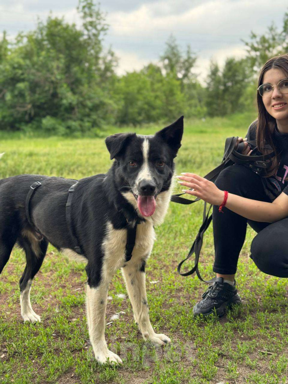 Собаки в Москве: Звездный мальчик Мальчик, Бесплатно - фото 6