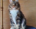 Кошки в Краснодаре: Кошка подрощенная  Девочка, 35 000 руб. - фото 1