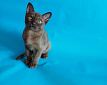 Кошки в Сертолово: Бурманские котята, 35 000 руб. - фото 3