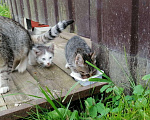 Кошки в Новохоперске: котята остались на пустеющих дачах, 333 руб. - фото 3