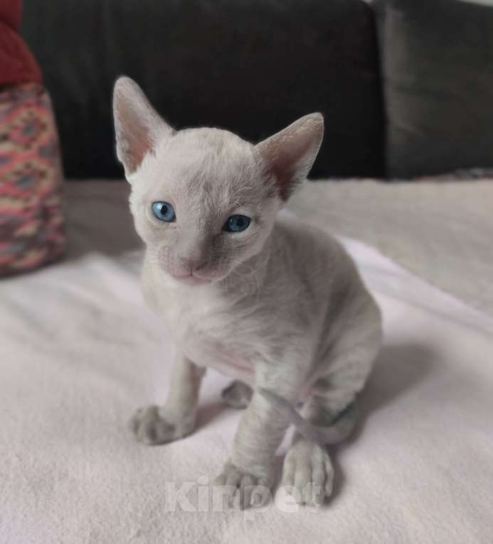 Кошки в Москве: Котенок Корниш Рекс Мальчик, Бесплатно - фото 1