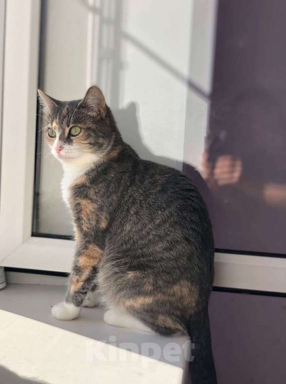 Кошки в Москве: Молодая кошечка Мася ищет дом. Девочка, Бесплатно - фото 5