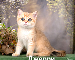 Кошки в других городах Калужской области: Шотландские котята Девочка, 30 000 руб. - фото 3