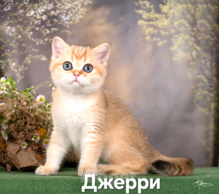 Кошки в других городах Калужской области: Шотландские котята Девочка, 30 000 руб. - фото 3