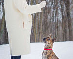 Собаки в Москве: Алано эспаньол Найта в добрые руки Девочка, Бесплатно - фото 5
