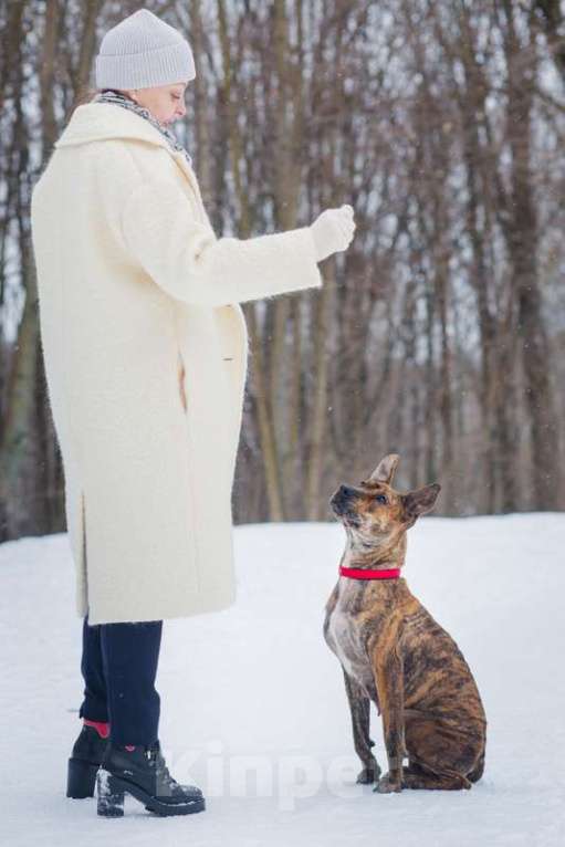 Собаки в Москве: Алано эспаньол Найта в добрые руки Девочка, Бесплатно - фото 5