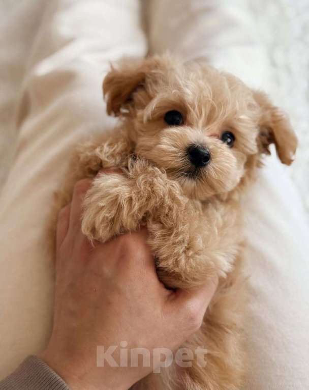 Собаки в Краснодаре: Мальтипу , щенок Мальчик, 180 000 руб. - фото 4