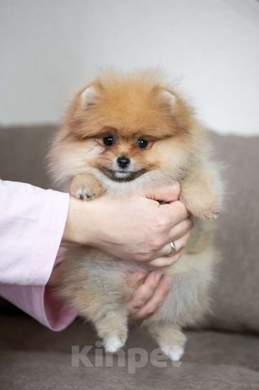 Собаки в Копейске: Померанский шпиц щенок Девочка, 45 000 руб. - фото 3