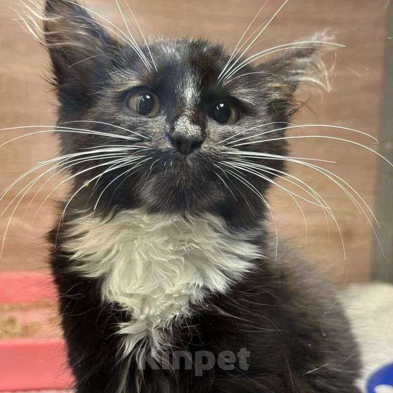 Кошки в Москве: Трехмесячный котенок срочно ищет дом 🆘️ Ему некуда идти, разве что снова улица Мальчик, Бесплатно - фото 4