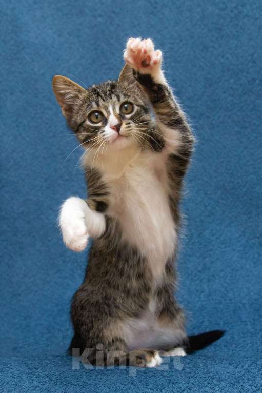 Кошки в Москве: Маленький котенок Степан нуждается в семье! Мальчик, Бесплатно - фото 3