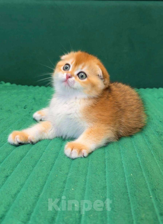 Кошки в Москве: Жасмин  Девочка, 80 000 руб. - фото 4