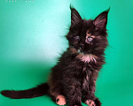 Кошки в других городах Воронежской области: Izida Dark Flame Девочка, 50 000 руб. - фото 5