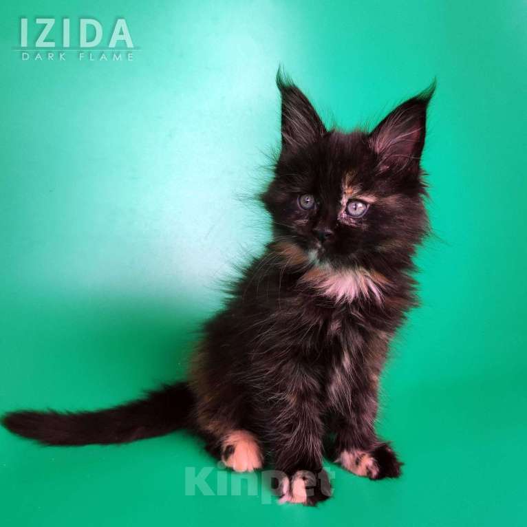 Кошки в других городах Воронежской области: Izida Dark Flame Девочка, 50 000 руб. - фото 5