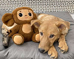Собаки в Москве: Щенки бесплатно в Москве Девочка, Бесплатно - фото 8