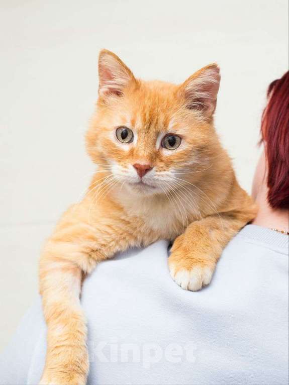 Кошки в Москве: Кот Боня ищет дом Мальчик, Бесплатно - фото 1