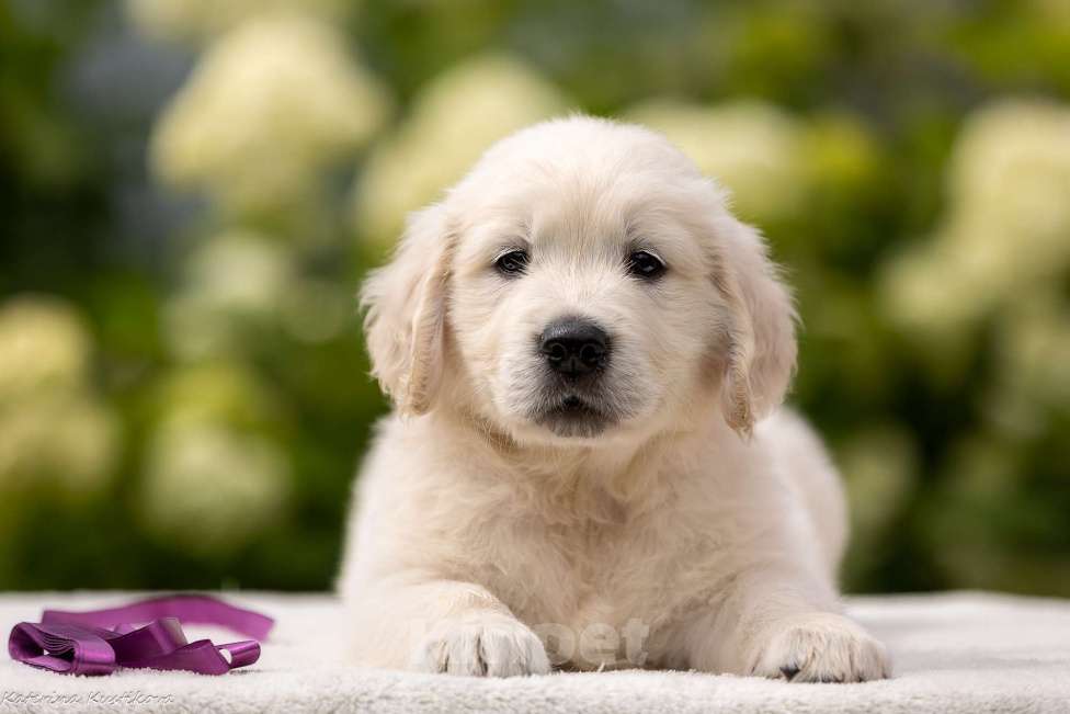 Собаки в Москве: Щенки голден( золотистого) ретривера Мальчик, 95 000 руб. - фото 4