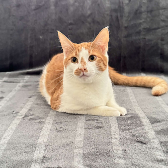 Рыжий котенок в добрые руки