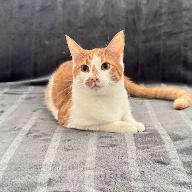 Кошки в Москве: Рыжий котенок в добрые руки Мальчик, Бесплатно - фото 1