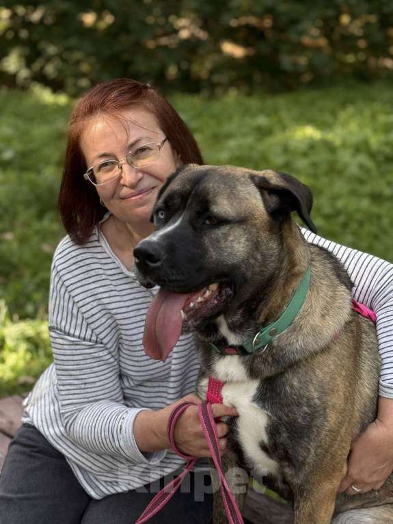 Собаки в Москве: Тина - энергия и мощь с нежной душой ❤️ Девочка, Бесплатно - фото 6