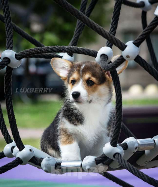 Собаки в Санкт-Петербурге: Вельш корги пемброк Девочка, Бесплатно - фото 6