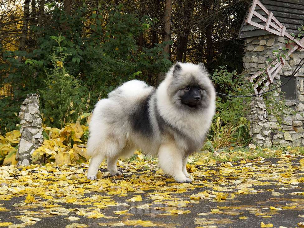 Собаки в Туле: Шикарный щенок кеесхонда Мальчик, 60 000 руб. - фото 6
