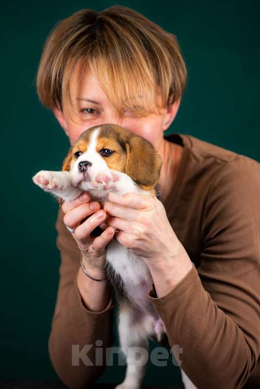 Собаки в Москве: Щенок Бигля питомник РКФ Мальчик, 70 000 руб. - фото 7