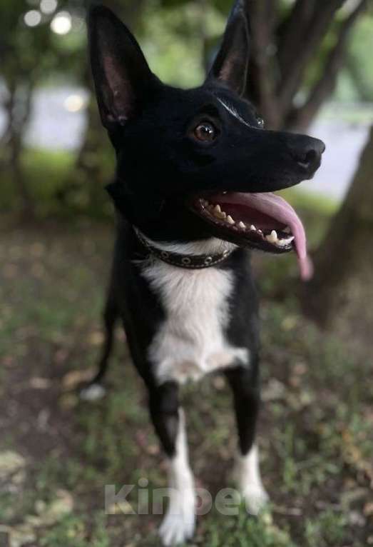 Собаки в Москве: Пес Малыш в дар на радость и счастье!)) Мальчик, Бесплатно - фото 2