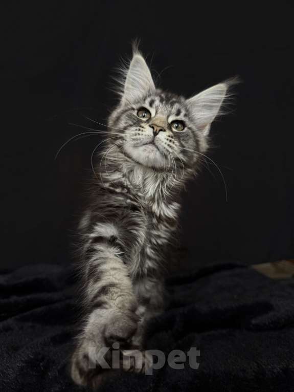 Кошки в Москве: Мейн-кун котенок Девочка, 60 000 руб. - фото 1