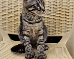 Кошки в Кисловодске: Котик Мальчик, 10 000 руб. - фото 1
