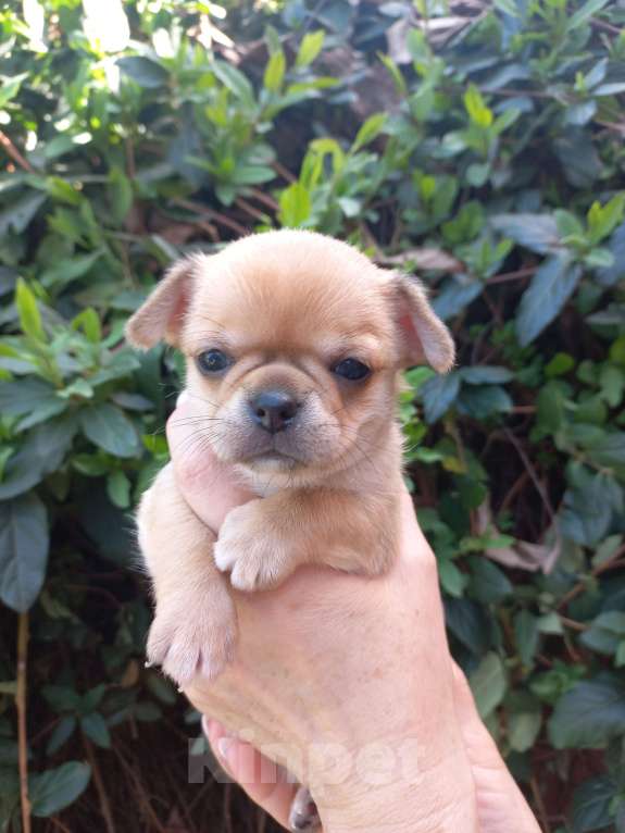 Собаки в Краснодаре: Щенки чихуахуа Девочка, Бесплатно - фото 9