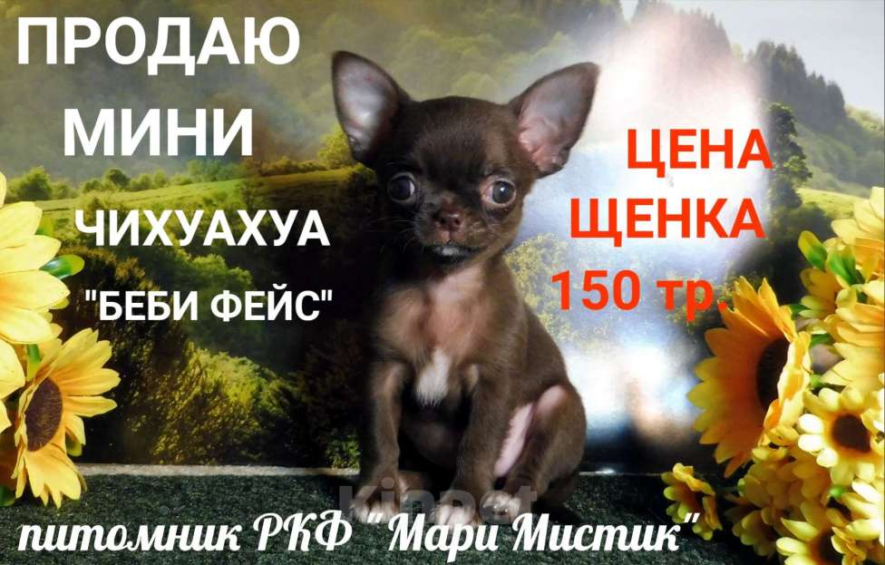 Собаки в Санкт-Петербурге: Щенки чихуахуа из питомника РКФ "Мари Мистик" Девочка, 70 000 руб. - фото 4