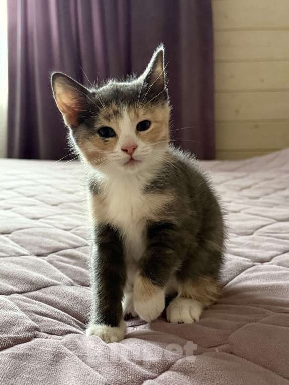 Кошки в Котельнике: Котик в добрые руки Девочка, Бесплатно - фото 3