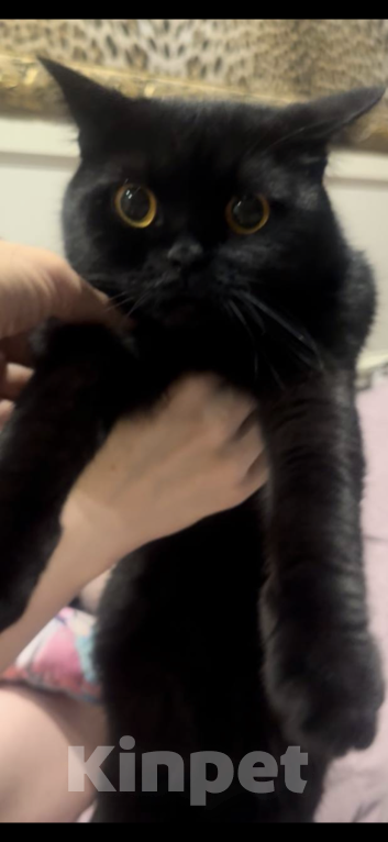 Кошки в Москве: Британский котик Мальчик, 17 000 руб. - фото 6