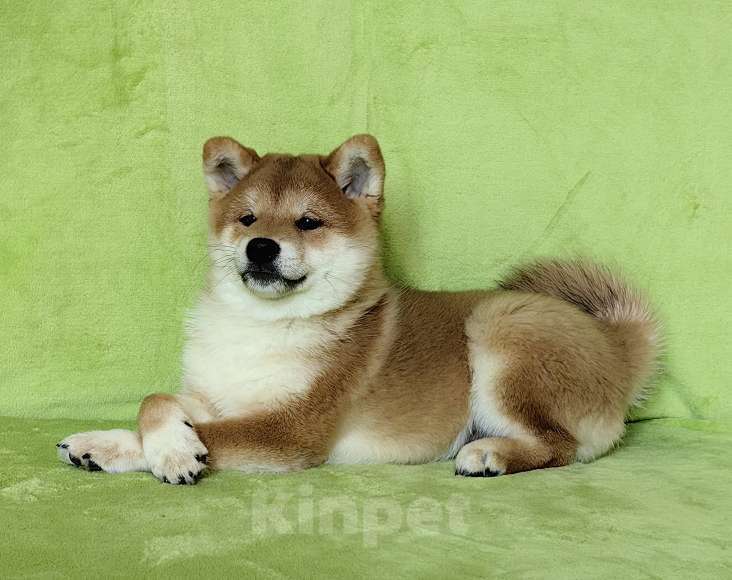 Собаки в Москве: Сиба ину. Мальчик -  3 мес. Мальчик, 50 000 руб. - фото 1
