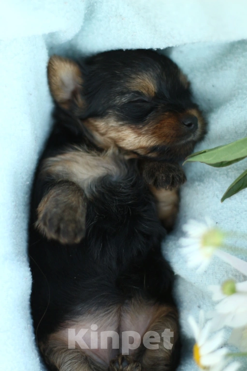 Собаки в Новосибирске: Девочка, лапушка.  Девочка, 50 000 руб. - фото 3